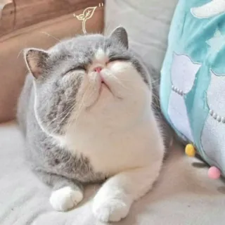 😑 Katze, Haustier, Kätzchen, Tier, süß, Exotic Shorthair telegram sticker