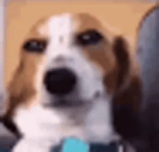 🌟 dog, animal, pet, cute, funny telegram sticker