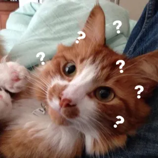 ❓ gato, pontos de interrogação, confuso, animal de estimação, gato laranja telegram sticker