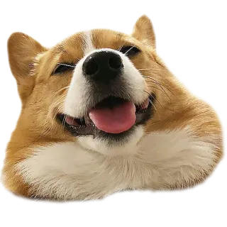 😏 perro, corgi, feliz, sonriendo, animal, mascota whatsapp sticker