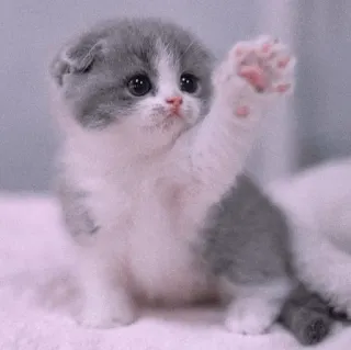 🍡 chaton, chat, mignon, animal, animal de compagnie, gris, blanc whatsapp sticker