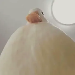 👽 bird, dove, white, animal, cute whatsapp sticker