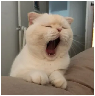 😒 gatto, sbadiglio, animale, carino, animale domestico, animale da compagnia whatsapp sticker