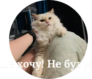 😠 Не хочу! Не буду! кот, милый, смешной, домашнее животное, животное, мем whatsapp sticker