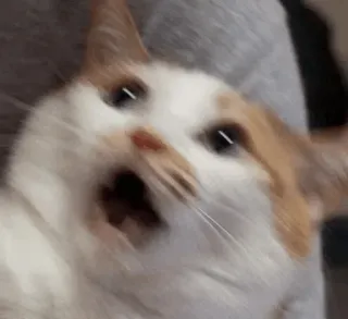 🙀 cat, feline, surprised, shocked, meme, funny, expression, pet whatsapp sticker