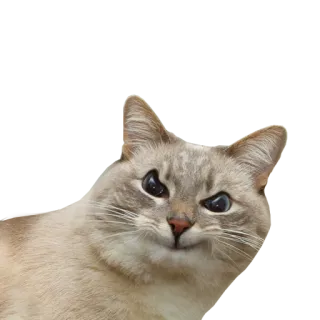 🥴 cat, feline, animal, pet, cute, meme telegram sticker