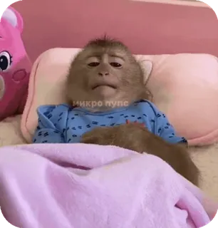 🪸 микро пупс monyet, bayi, hewan, imut, tempat tidur, mengantuk telegram sticker