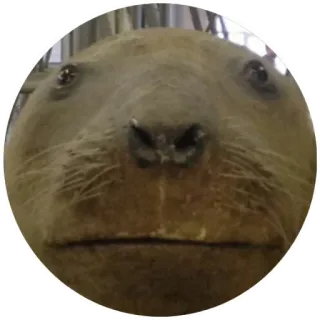 😐 wydra, zwierzę, ssak, słodki, śmieszne, mem telegram sticker