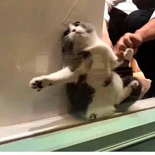 😰 chat, animal, drôle, mignon, animal de compagnie, verre telegram sticker