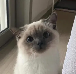 🥺 кошка, животное, питомец, милый, сиамский, котёнок telegram sticker