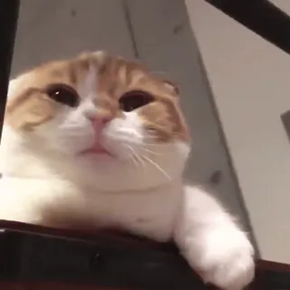 🐈 猫, 動物, ペット, 可愛い, スコティッシュフォールド, ネコ whatsapp sticker