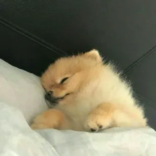 🐾 Hund, Welpe, süß, schlafend, Tier, Zwergspitz telegram sticker