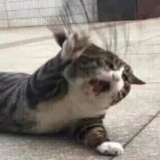 😫 chat, animal, animal de compagnie, drôle, mème, choqué telegram sticker