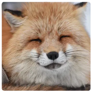 ☺️ fox, animal, cute, wildlife, mammal telegram sticker