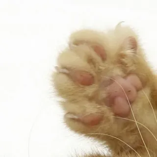 🥰 gato, pata, garras, animal, animal de estimação, gatinho, doméstico, mamífero whatsapp sticker