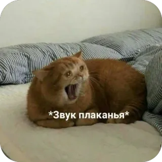 🫥 *Звук плаканья* cat, crying, meme, ginger cat, sad, animal, screaming telegram sticker