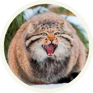 😂 кот, животное, дикий кот, манул, кот манул, дикая природа, кошачий telegram sticker