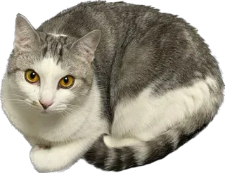 🤓 chat, animal domestique, félin, animal de compagnie, mammifère, gris, blanc whatsapp sticker