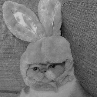 🖇 cat, bunny ears, animal, pet, funny, easter, costume telegram sticker