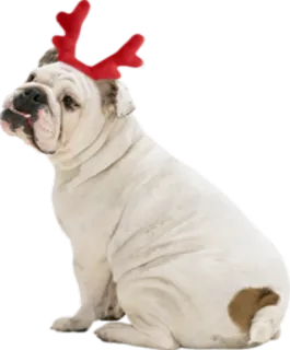 🦌 Hund, Tier, Rentier, Weihnachten, Bulldogge, Geweih telegram sticker