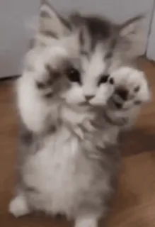 🥺 cat, kitten, cute, animal, domestic animal, feline whatsapp sticker