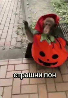 🤯 страшни пон ฮาโลวีน, ลิง, ฟักทอง, ชุด telegram sticker