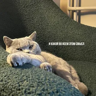 😞 И КАКОЙ ВО ВСЕМ ЭТОМ СМЫСЛ kucing, rusia, meme, imut, lucu, hewan peliharaan, binatang telegram sticker