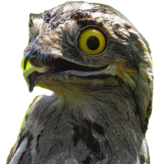 😆 chim, động vật, động vật hoang dã, thiên nhiên, chân dung, potô telegram sticker