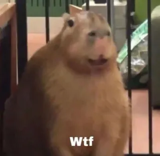 🤨 Wtf Capybara, Animal, Mignon, WTF, Mème whatsapp sticker