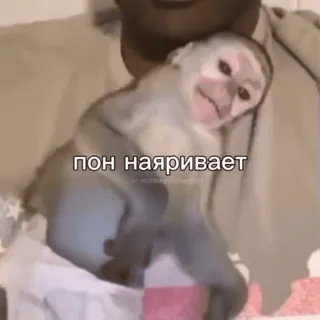 🥹 пон наяривает ลิง, สัตว์, รัสเซีย, ข้อความ, มีม telegram sticker