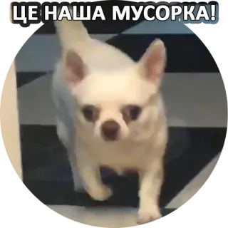 😨 ЦЕ НАША МУСОРКА! cane, chihuahua, divertente, meme, animale whatsapp sticker