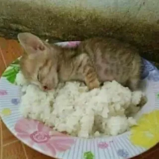 🍚 새끼 고양이, 고양이, 수면, 밥, 접시, 동물 telegram sticker