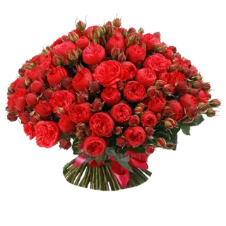 🌹 ดอกไม้, กุหลาบ, สีแดง, ช่อดอกไม้, ลายดอก, ธรรมชาติ, ของขวัญ whatsapp sticker