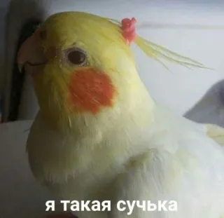 🍄 я такая сучка cockatiel, bird, animal, pet, meme telegram sticker
