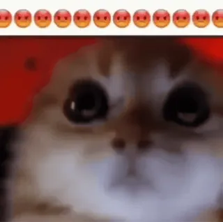 🩸 chat, animal, mème, mignon, animal de compagnie whatsapp sticker
