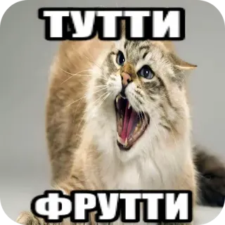 🐱 ТУТТИ ФРУТТИ whatsapp sticker