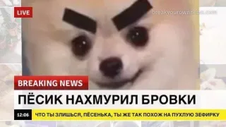 🌟 ПЁСИК НАХМУРИЛ БРОВКИ
ЧТО ТЫ ЭЛИШЬСЯ, ПЕСЕНЬКА, ТЫ ЖЕ ТАК ПОХОЖ НА ПУХЛУЮ ЗЕФИРКУ Hund, Meme, Lustig, Wütend, Nachrichten telegram sticker