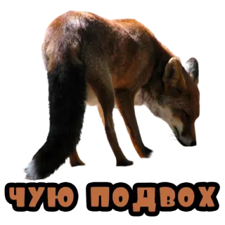 Лисы @stickernayaa telegram stickers