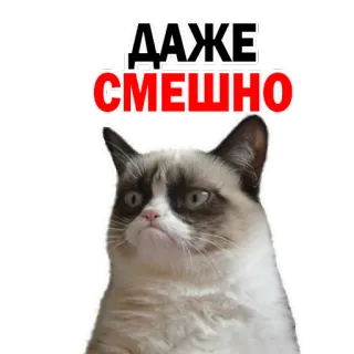 Kittens @stickersb2b telegram stickers