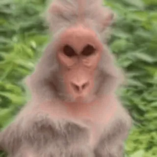🌟 animal, macaco, primata, mamífero, vida selvagem telegram sticker