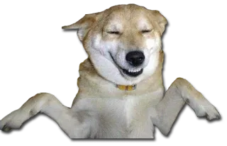 😂 dog, animal, meme, funny, cute telegram sticker