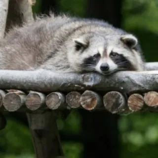☹️ енот, животное, дикая природа, млекопитающее, природа, милый, на улице telegram sticker
