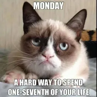 🤣 Grumpy Cat MONDAY
A HARD WAY TO SPEND
ONE-SEVENTH OF YOUR LIFE 猫, 臭脸猫, 星期一, 表情包, 搞笑, 网络迷因 whatsapp sticker