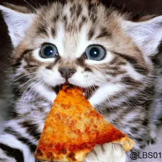 🍕 @LBS01 gato, gatito, pizza, comida, lindo, adorable, comiendo whatsapp sticker