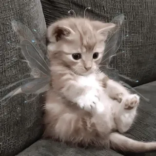 ♻️ gatito, gato, hada, alas, lindo, animal, mascota telegram sticker