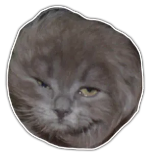 🤕 Katze, Haustier, Tier, Kätzchen, süß, lustig, überheblich whatsapp sticker