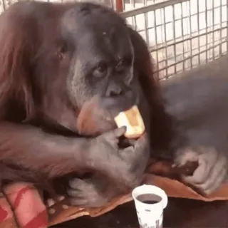☕️ orangutan, animal, primate, eating, food telegram sticker