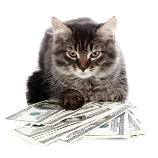 💵 แมว, เงิน, ดอลลาร์, การเงิน, เงินสด, สัตว์เลี้ยง, สัตว์ telegram sticker