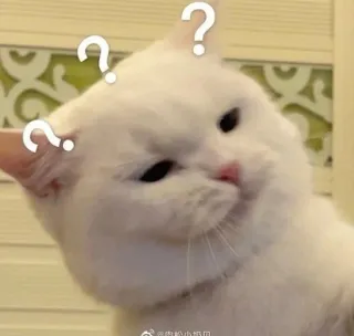 🙀 кот, вопросительные знаки, белый кот, смущенный, животное, мем whatsapp sticker