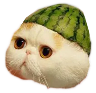 🍉 cat, watermelon, animal, cute, meme telegram sticker